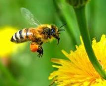 La France veut interdire le pesticide Cruiser pour protéger les abeilles