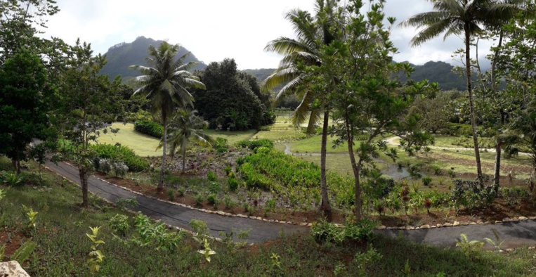 Raiatea : Le jardin botanique de Faaroa rouvert au public Raiatea : Le jardin botanique de Faaroa rouvert au public
