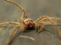 Une invasion d'araignées géantes sème la panique dans un village indien