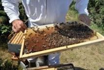 Un virus transmis par une mite tuerait des millions d'abeilles dans le monde