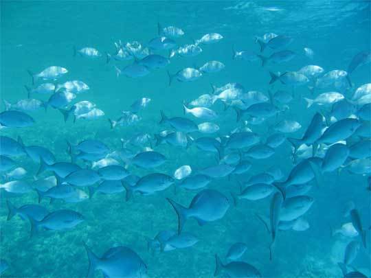 Sommet Rio + 20 : Jacky Bryant et les maux bleus de l'Environnement