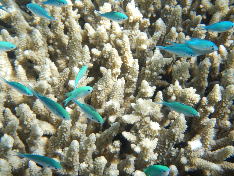 Le blanchissement des coraux a de nouveau fait des ravages sur la Grande Barrière