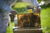 "APIdays 2012": faire la fête avec les abeilles dans une soixantaine de villes