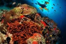 Les Maldives vont devenir "la plus grande réserve marine du monde"