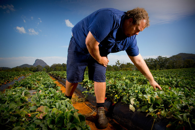 Coronavirus: en Australie, les agriculteurs inquiets de la fermeture des frontières Coronavirus: en Australie, les agriculteurs inquiets de la fermeture des frontières