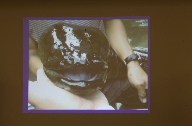 Conférence sur l’anguille à Taravao : Légendes et réalités