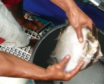 La crevétticulture et la pisciculture : deux créneaux porteurs