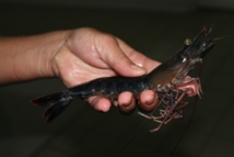 La crevétticulture et la pisciculture : deux créneaux porteurs