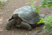 Galapagos: une espèce de tortue géante disparaît sans descendance