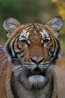 Un tigre d'un zoo de New York testé positif au coronavirus Un tigre d'un zoo de New York testé positif au coronavirus