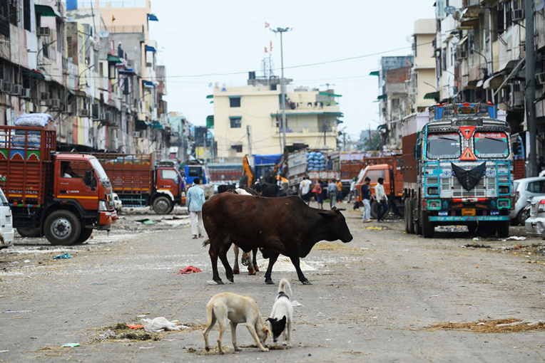 Dans l'Inde confinée, les animaux s'approprient les rues