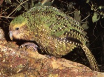 Menacé de disparition, le kakapo de Nouvelle-Zélande reprend des couleurs