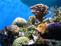 Un bouleversement climatique a détruit des coraux durant 2.500 ans