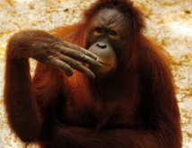Isolement forcé pour Tori l'orang-outan, fumeuse invétérée