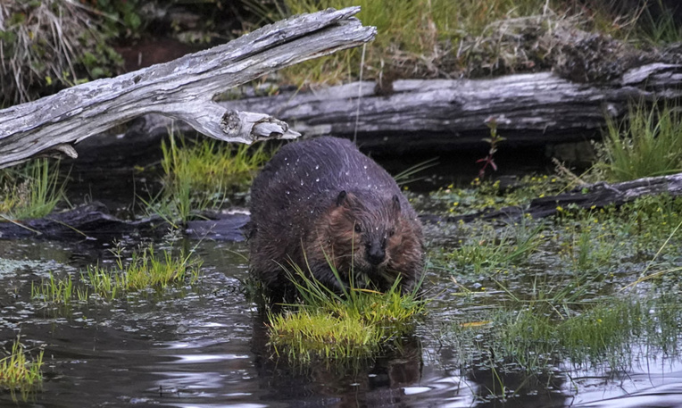 Au Chili, la traque du castor, la plaie qui met en péril les forêts de Patagonie Au Chili, la traque du castor, la plaie qui met en péril les forêts de Patagonie
