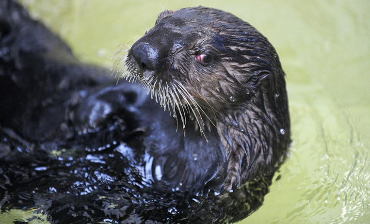 Loutres, manchots et requins choyés à huis clos au parc Océanopolis Loutres, manchots et requins choyés à huis clos au parc Océanopolis