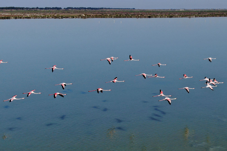 En Albanie, les hommes sont partis et les flamants dansent En Albanie, les hommes sont partis et les flamants dansent