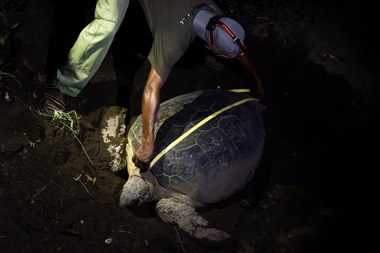 A Mayotte, recrudescence de braconnage de tortues à cause du confinement A Mayotte, recrudescence de braconnage de tortues à cause du confinement