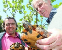 Des tortues Carey munies d'émetteurs satellites relâchées au Salvador