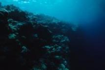 Piéger le CO2 au fond des mers, "fertilisées" au fer, peut ouvrir des pistes