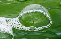 La filière prometteuse des algues émerge à travers le monde