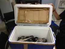 Trafic de Pakalolo : le couvercle de la glacière était farci