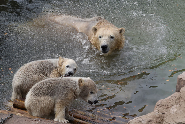 Trois oursons blancs font leurs premiers pas dehors sur la Côte d'Azur