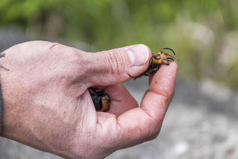 Un frelon asiatique géant repéré pour la première fois aux Etats-Unis