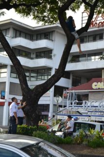 Papeete : il menace de se jeter d'un arbre Papeete : il menace de se jeter d'un arbre
