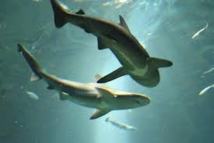 La Réserve marine de la Réunion se défend d'être le garde-manger des requins