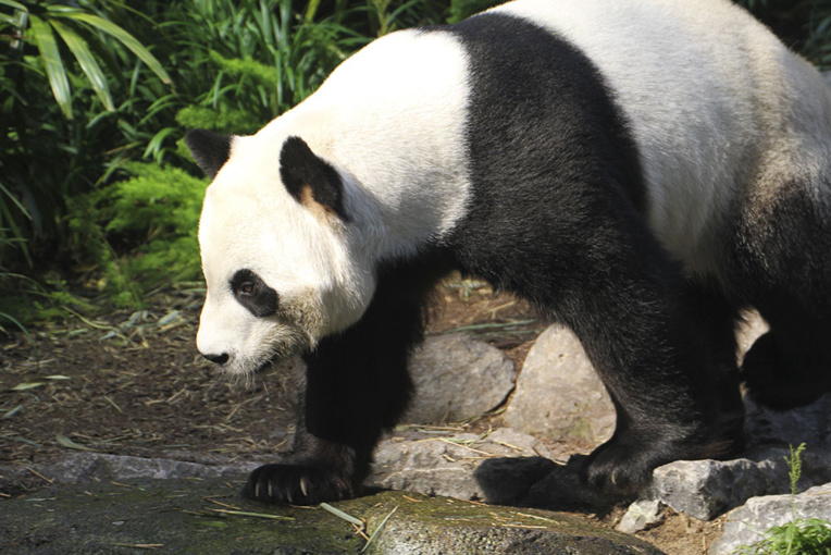 Le Canada va renvoyer deux pandas géants en Chine, par manque de bambou