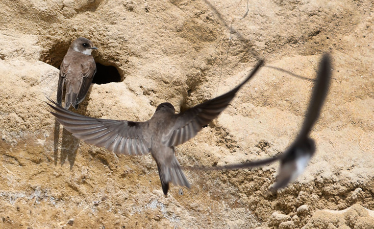A Crozon, le déconfinement menace les oiseaux du littoral A Crozon, le déconfinement menace les oiseaux du littoral
