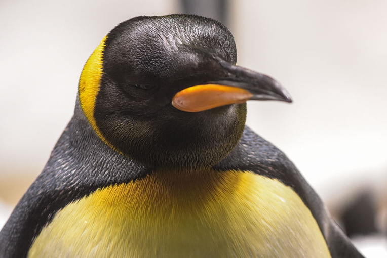 Le manchot royal, producteur fécond de gaz hilarant Le manchot royal, producteur fécond de gaz hilarant