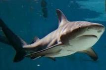 Deux associations déposent un recours pour stopper les "battues de requins"