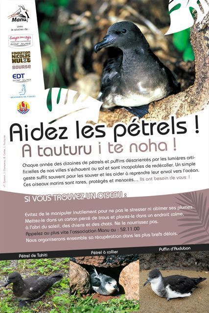 Sauvons le Noha, pétrel de Tahiti, il est en danger!