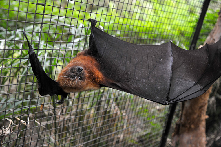 Une maladie bactérienne liée à la chauve-souris étudiée en Nouvelle-Calédonie Une maladie bactérienne liée à la chauve-souris étudiée en Nouvelle-Calédonie