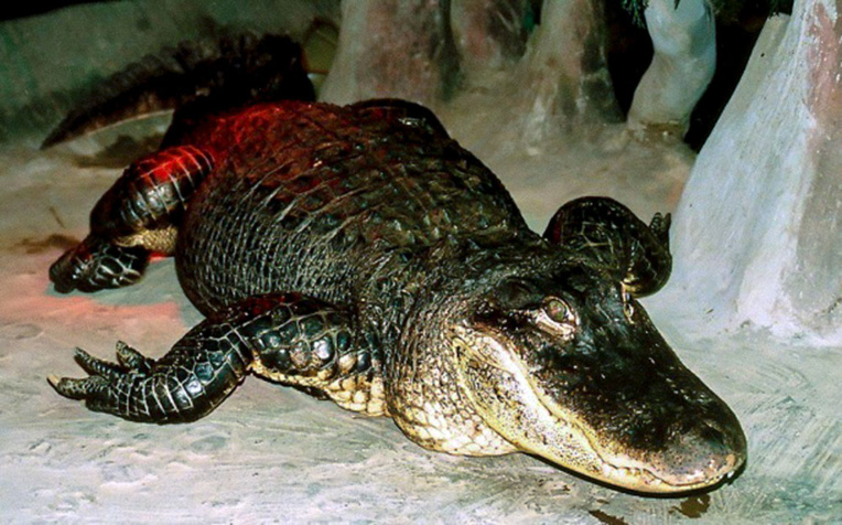 Un alligator légendaire meurt à 84 ans au zoo de Moscou