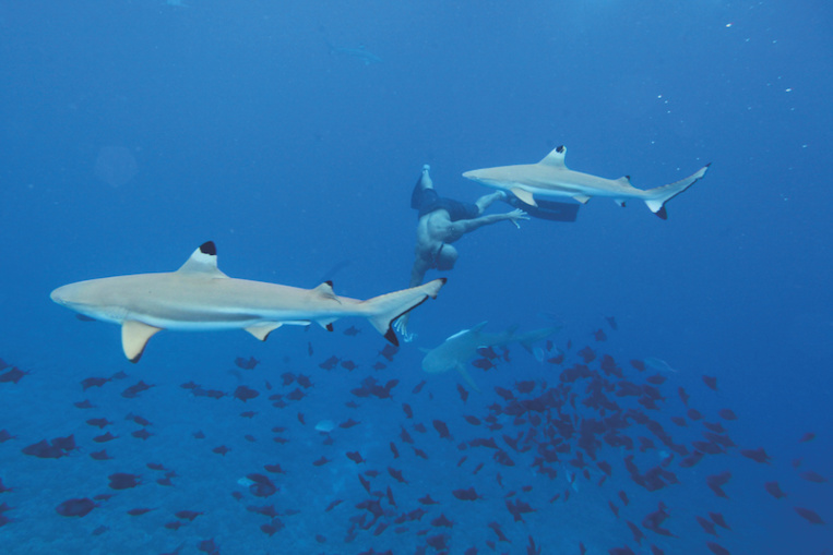 Shark feeding à la Vallée blanche ? Enquêtes du Pays Shark feeding à la Vallée blanche ? Enquêtes du Pays