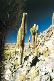 En vieillissant, le “cardon” a tendance à se ramifier. Ambiance western…