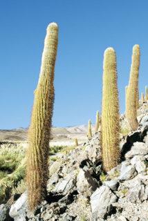De jeunes spécimens de “Trichocereus atacamensis”. De jeunes spécimens de “Trichocereus atacamensis”.