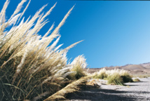 Dans le désert, là où coule de l'eau, les roseaux ne sont jamais loin… Dans le désert, là où coule de l'eau, les roseaux ne sont jamais loin…
