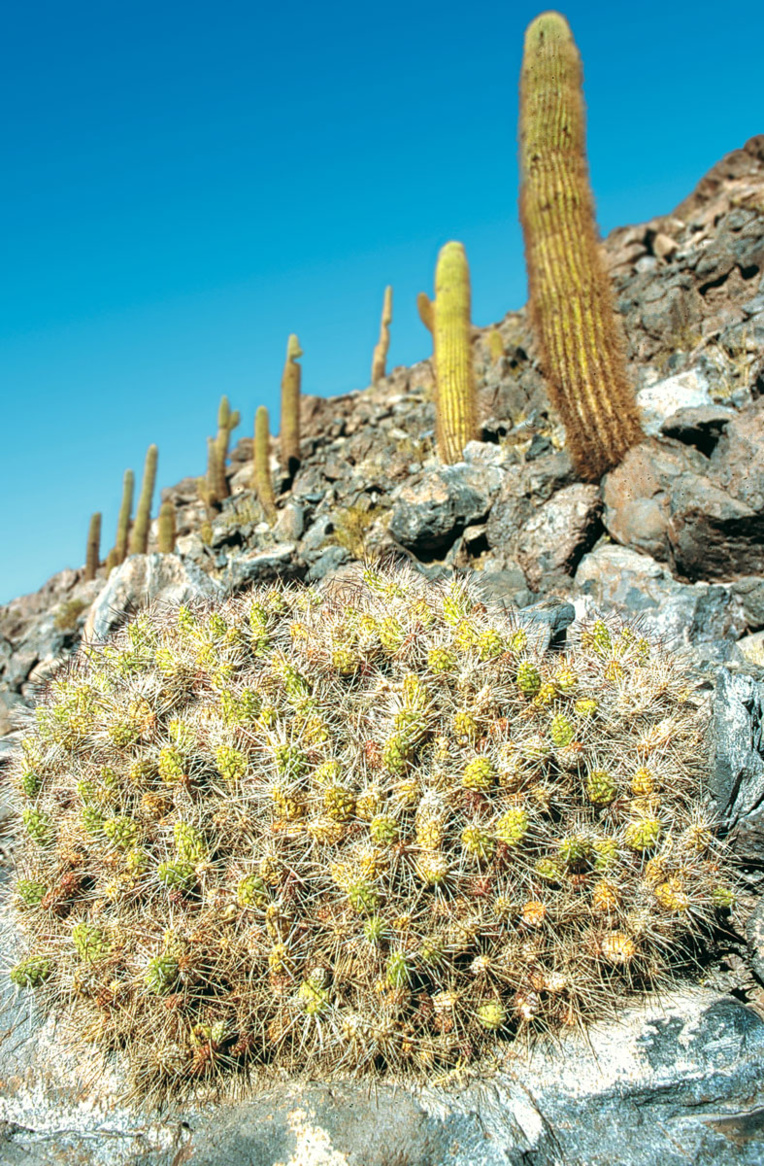 Aux pieds de ces “cardones”, une touffe de cactus surnommés “coussins de belle-mère”. Sur la planète, tout ce qui pique et qui est rond porte le même surnom… Aux pieds de ces “cardones”, une touffe de cactus surnommés “coussins de belle-mère”. Sur la planète, tout ce qui pique et qui est rond porte le même surnom…