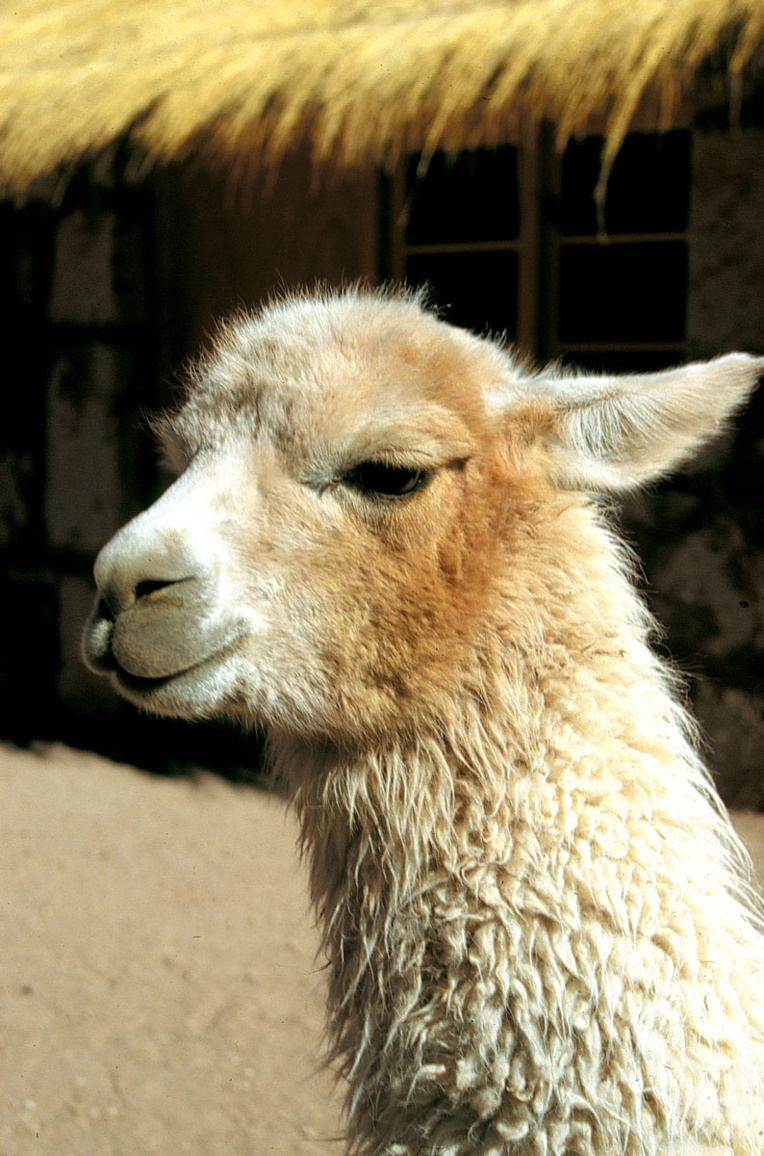 Un peu d'eau, c'est la certitude de trouver une masure et son troupeau de lamas. Celui-ci n'était pas décidé à cracher, ce dont nous lui sommes encore reconnaissant…