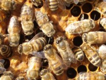 Apiculture : en Polynésie, la limite c’est le ciel