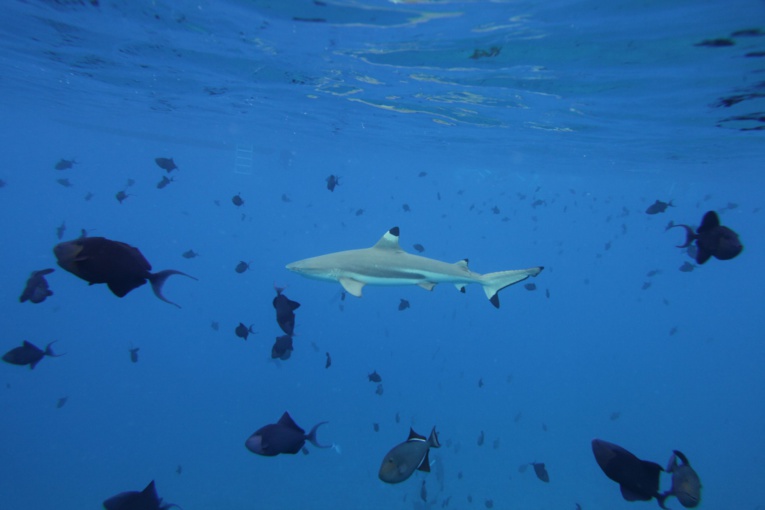 Shark feeding à la Vallée Blanche : renvoi du procès au 20 octobre