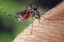 Pour la première fois, un vaccin partiellement efficace contre la dengue