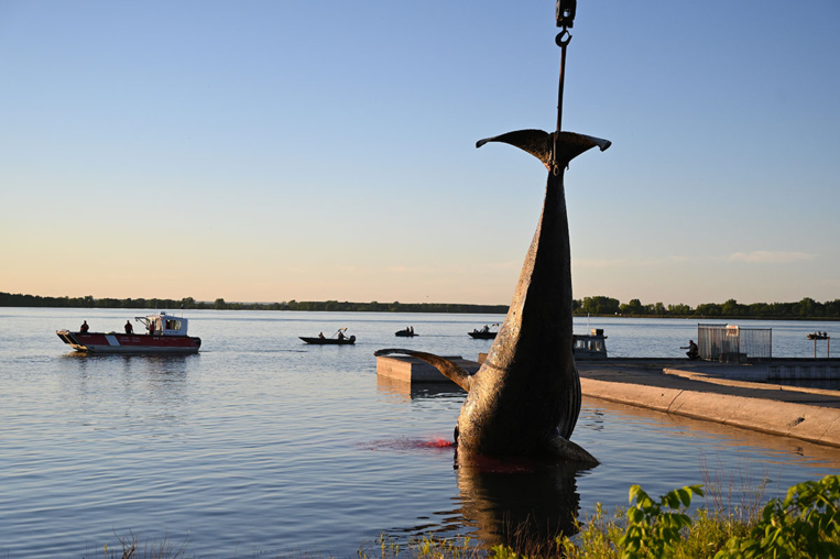 La baleine morte près de Montréal probablement heurtée par un bateau La baleine morte près de Montréal probablement heurtée par un bateau