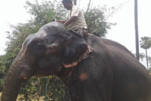 Inde: il lègue des terres à ses deux éléphants domestiqués