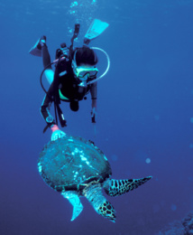 Aux îles-sous-le-Vent comme aux Tuamotu et aux Marquises, la plongée sous-marine reste l’activité souvent la plus prisée des visiteurs, et ce mano a mano bien inoffensif avec une tortue verte en est une belle illustration (le poignard dans la main gauche de la plongeuse est destiné à récolter quelques éponges pour le chélonien gourmand).
