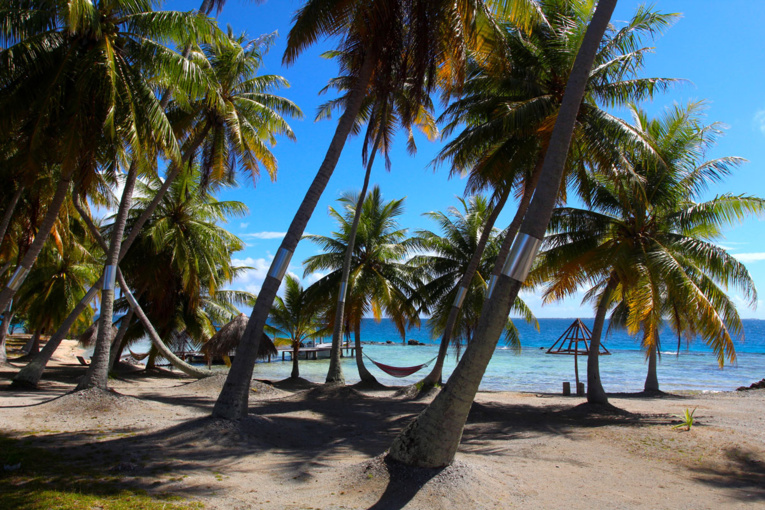 Une cocoteraie de Fakarava, le deuxième plus grand atoll des Tuamotu.